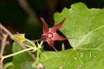 Climbing milkvine